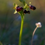 Ophrys passionis subsp. garganica