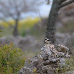 Monachella (Oenanthe hispanica)