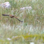 Grillaio (Falco naumanni)