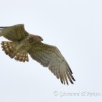 Biancone (Circaetus gallicus)