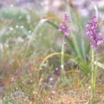 Anacamptis morio