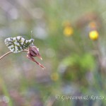 Euchloe ausonia