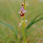 Ophrys holosericea subsp. apulica