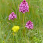 Orchidea piramidale (Anacamptis pyramidalis)