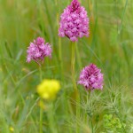 Orchidea piramidale (Anacamptis pyramidalis)