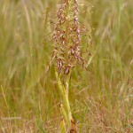 Himantoglossum hircinum