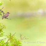 Pigliamosche (Muscicapa striata)