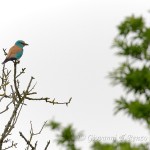 Ghiandaia marina (Coracias garrulus)