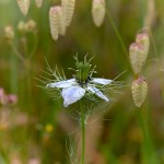 La Nigella e i Sonaglini