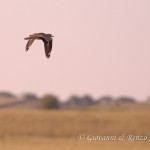 Occhione comune (Burhinus oedicnemus)