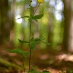 Ranuncolo di Calabria (Ranunculus brutius)