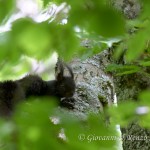 Scoiattolo nero meridionale (Sciurus meridionalis)