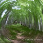 Ho trovato la strada nel bosco