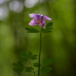 Aquilegia vulgaris