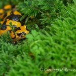 Salamandra salamandra gigliolii