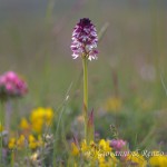 Orchide bruciacchiata (Neotinea ustulata)