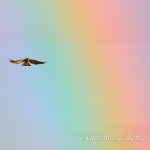 Battiti d'ali nell'arcobaleno dopo il temporale
