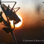 Tettigonide al tramonto