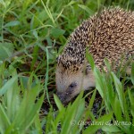 Riccio europeo (Erinaceus europaeus)