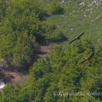Grifoni in volo sincronizzato