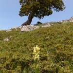 Orchide pallida (Orchis pallens)