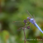 Orthetrum brunneum