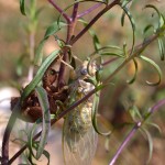 Cicala subito dopo la muta accanto alla sua exuvia