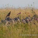 Poiana (Buteo buteo)