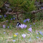 Cincia mora (Periparus ater)