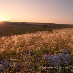 Lino delle fate piumoso al tramonto