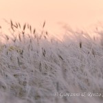 Lino delle fate piumoso (Stipa austroitalica)