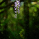 Concordia (Dactylorhiza maculata)