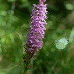 Concordia (Dactylorhiza maculata)