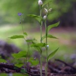 Cefalantera bianca (Cephalanthera damasonium)