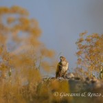 Poiana (Buteo buteo)