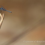 Orthetrum brunneum