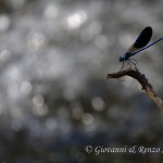 Damigella (Calopteryx splendens)