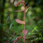 Elleborine violacea (Epipactis purpurata)