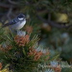 Cincia mora (Periparus ater)