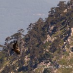 Grifone (Gyps fulvus) in volo sui Loricati