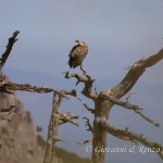 Grifone (Gyps fulvus)