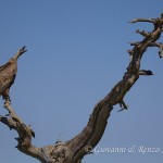 Grifone (Gyps fulvus) su scheletro di Loricato