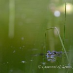 Rana verde (Pelophylax sp.)