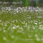 Testuggine palustre europea (Emys orbicularis)