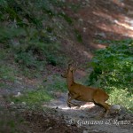 Capriolo (Capreolus capreolus)