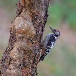 Picchio rosso mezzano (Dendrocoptes medius)