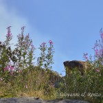 Marmotta delle Alpi (Marmota marmota)