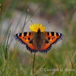 Vanessa dell'ortica (Aglais urticae)