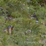 Il profumo delle erbe di montagna