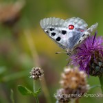 Apollo (Parnassius apollo)